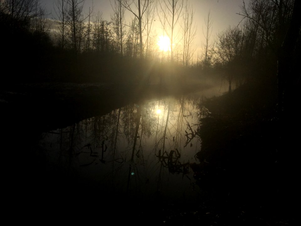 Rotselaar, Belgium, Forest