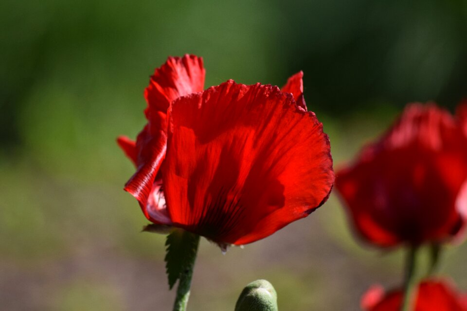 Poppy flower red photo