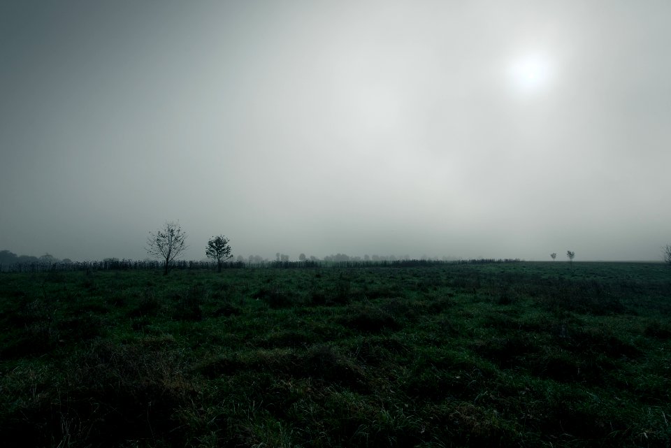 tree on green field