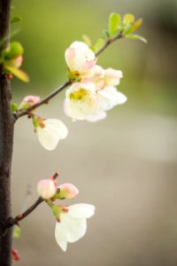 Spring, Booshes, Green