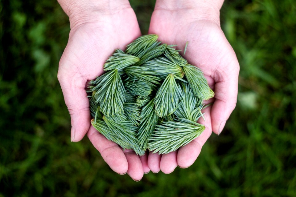 person holding a green leaves