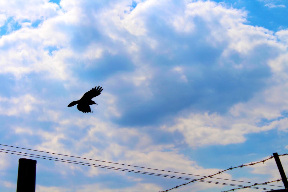 Trnava, Slovakia, Bird