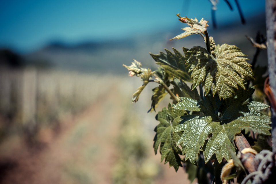 Private vineyard, Privetnoe, Crimea