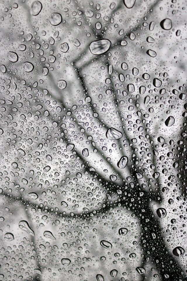 Tree water liquid