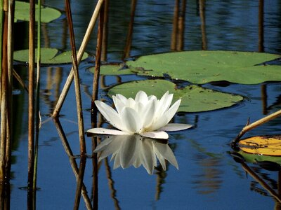 Lake pond water reed photo