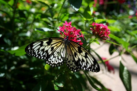 Flower wings insect photo