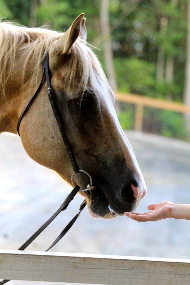Atlanta, United states, Paint horse