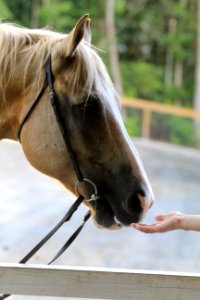 Atlanta, United states, Paint horse