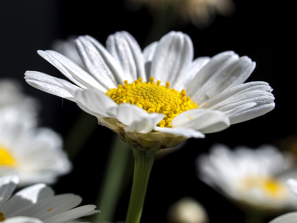 Bloom plant nature