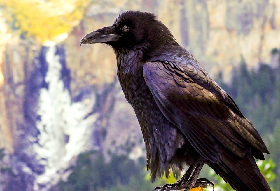Yosemite national park, United states, Yosemite