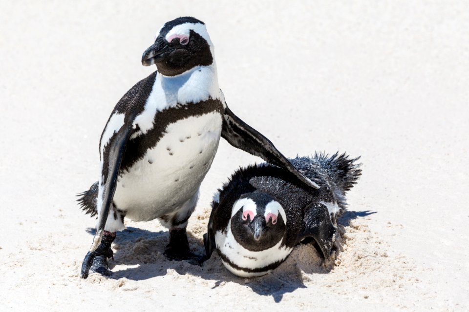 South africa, Boulders beach, Simons town