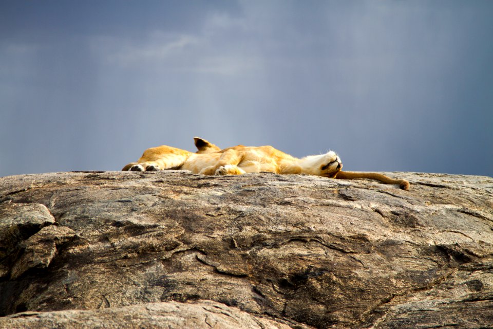 Serengeti national park, Tanzania, Friends
