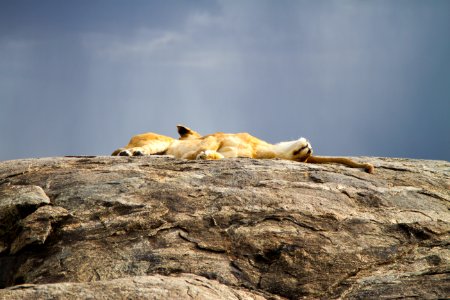 Serengeti national park, Tanzania, Friends