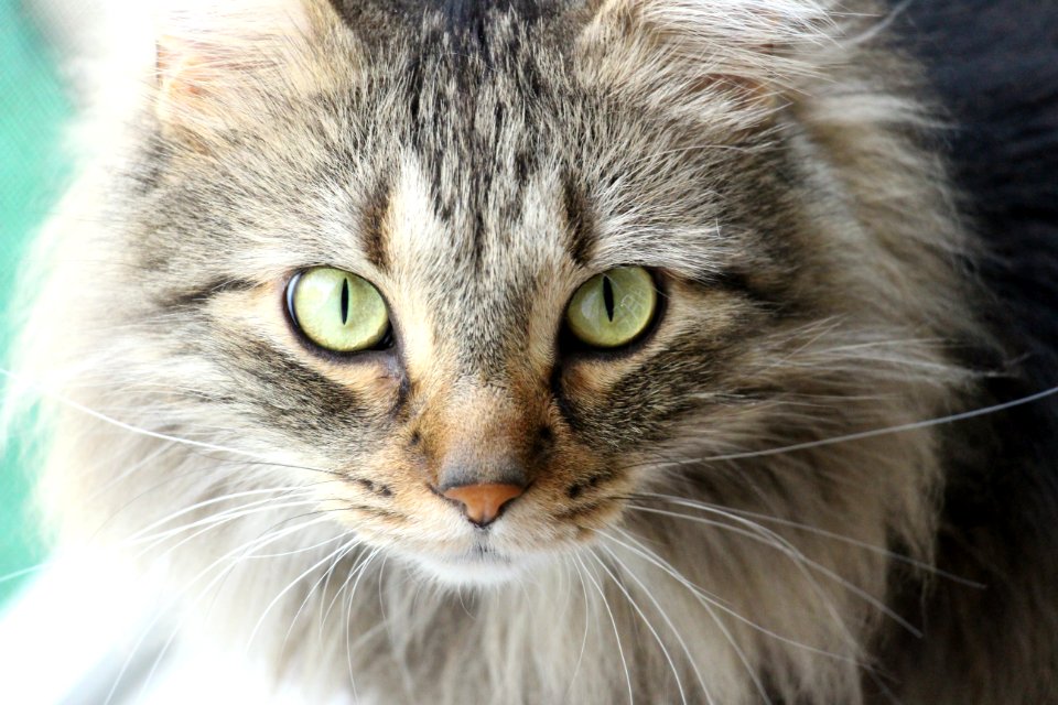 Bosik, Maine coon, Felines