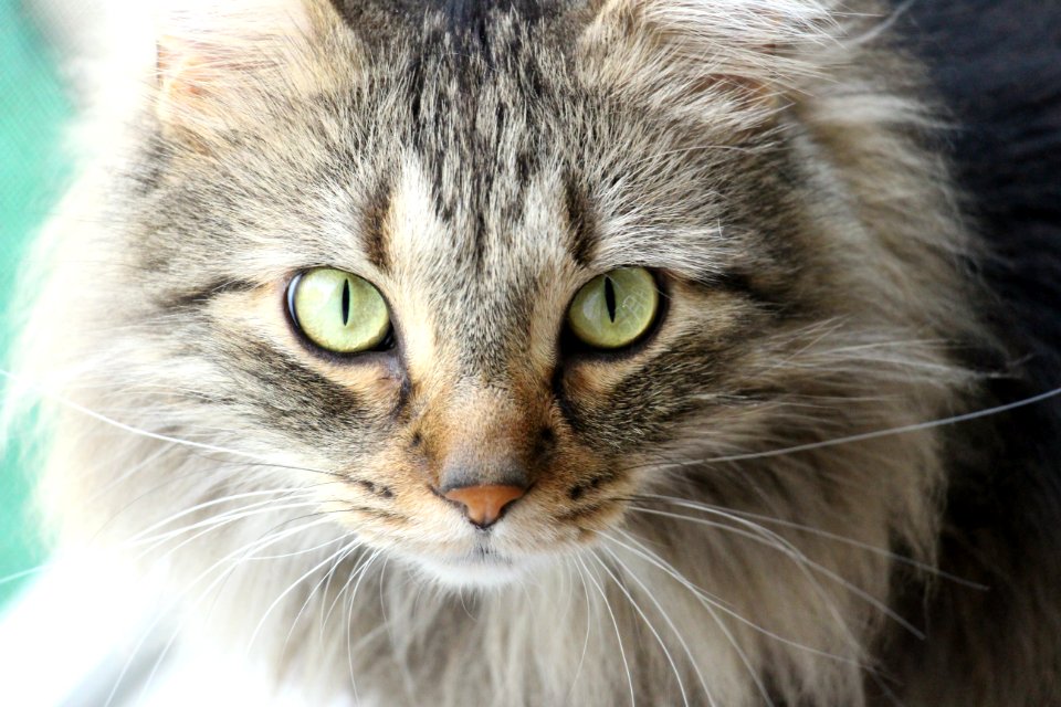 Bosik, Maine coon, Felines photo