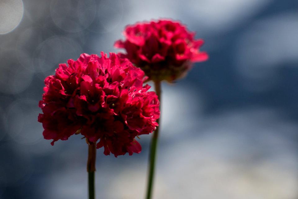 Chicago botanic garden, Glencoe, United states