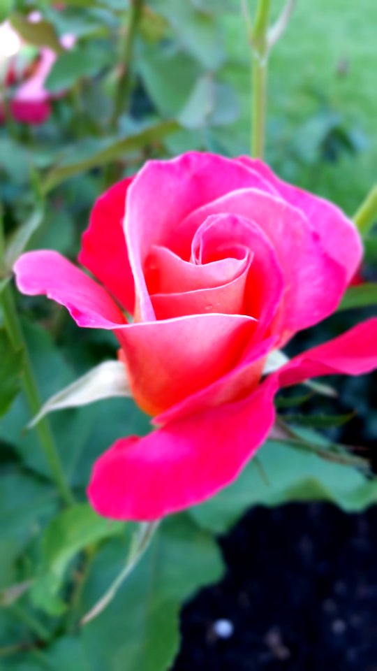 Inniswood metro gardens, Westerville, United states
