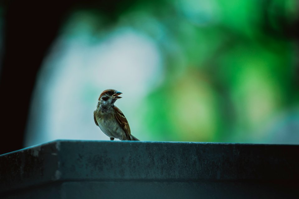 shallow focus photo of brown bird