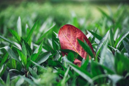 shallow focus photography of red leaf on green grass