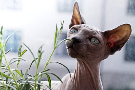 sphynx cat in front of plant photo