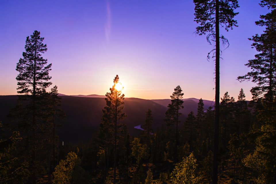 Norway, Bittermarkvegen, Trees