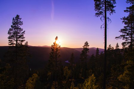 Norway, Bittermarkvegen, Trees