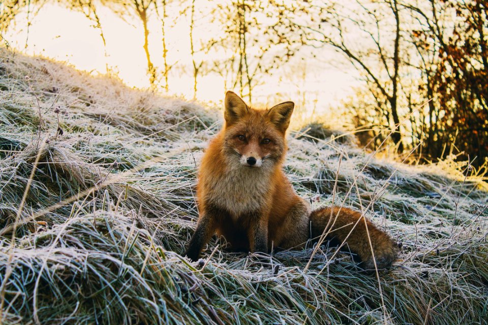 close-up photography of fax sitting on green grass field at daytime photo