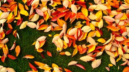 dried leaves on grass photo