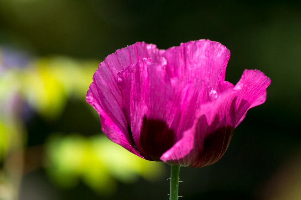 Poppy flower magenta