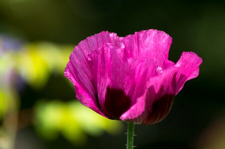 Poppy flower magenta photo