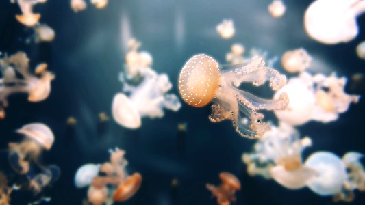 underwater jelly fish photo photo