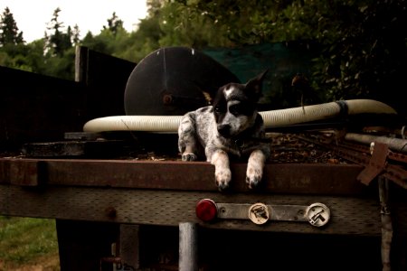 Olympia, United states, Dog