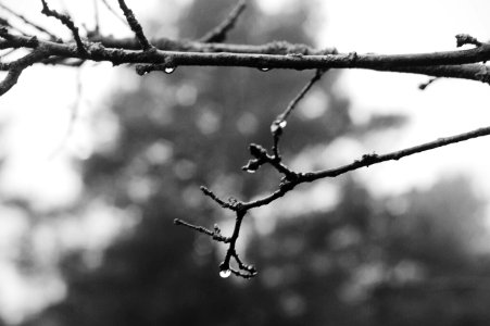 Black  white, Waterdrops, Trees