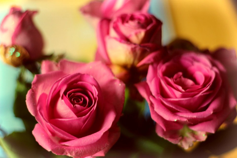 Netherl, Flowers, Romantic photo