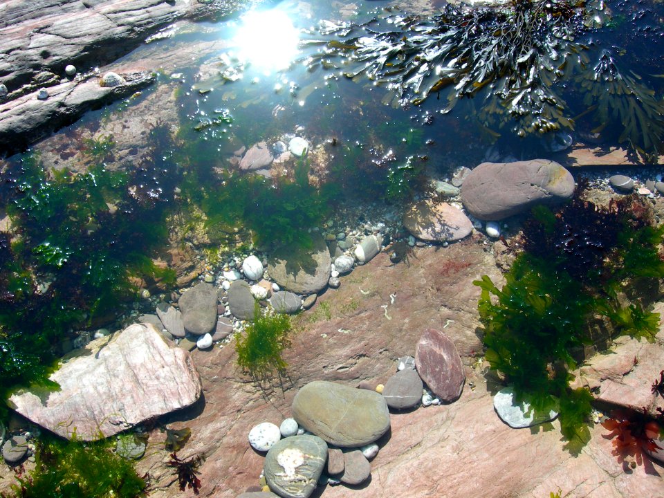 Sun, Bright water, Seaweed