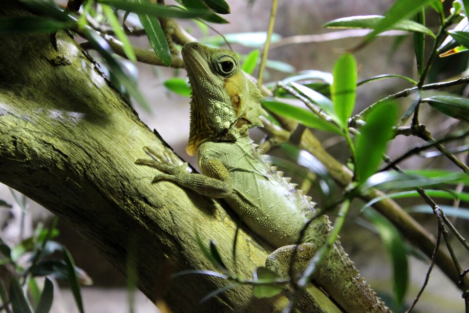 Lizard looking reptile