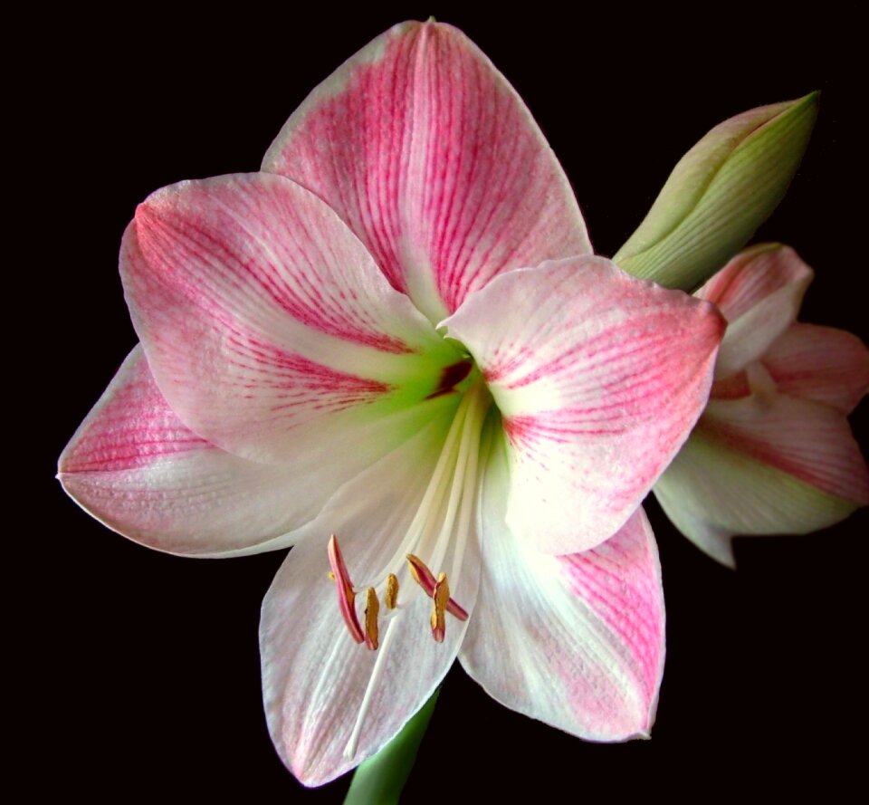 Bloom bulb floral