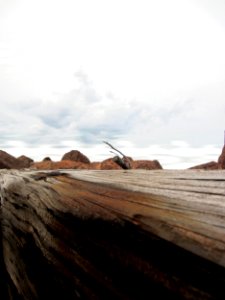 Bouctouche, Canada, Driftwood