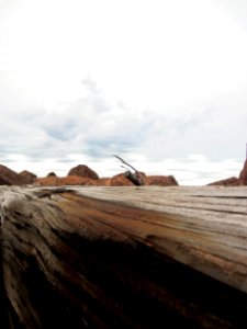 Bouctouche, Canada, Driftwood photo