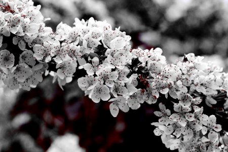 grayscale photo of petaled flower photo