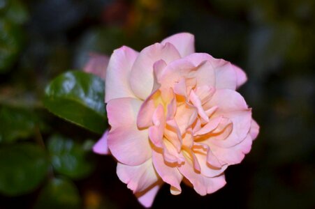 Photo rose roses