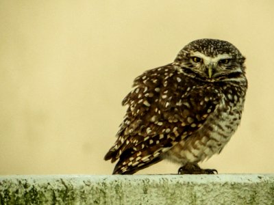 Nature, Wild, Eye