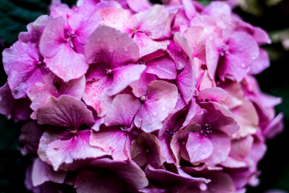 Flores, Hortensia, Hydrangea