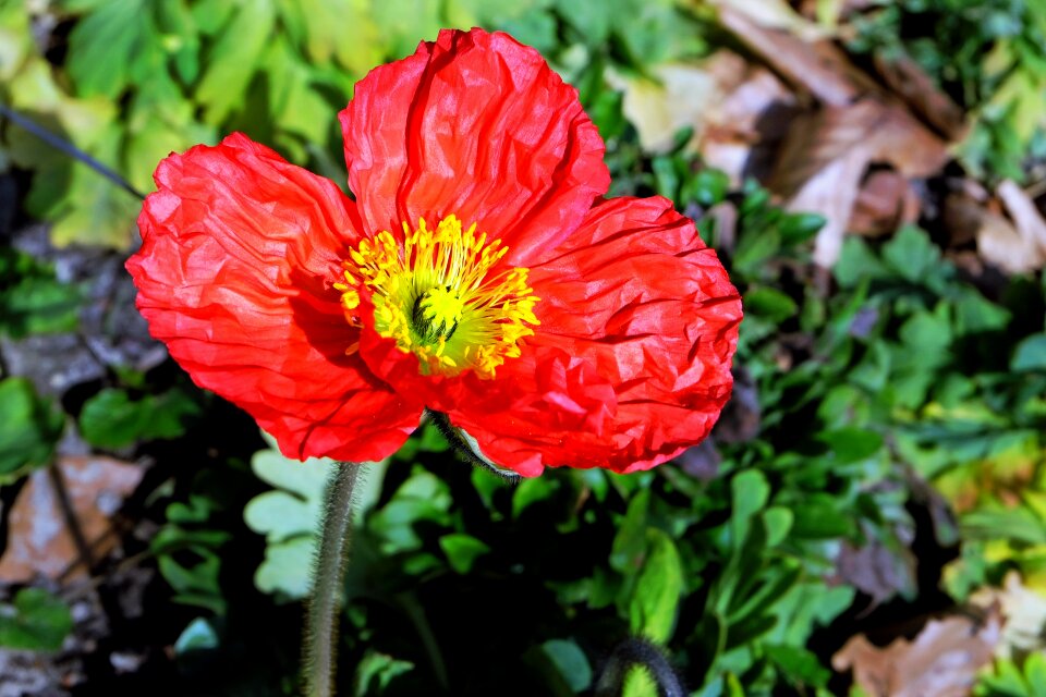 Red flower klatschmohn photo