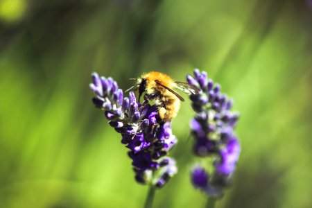 selective focus photography of bee perching on lavender plant photo