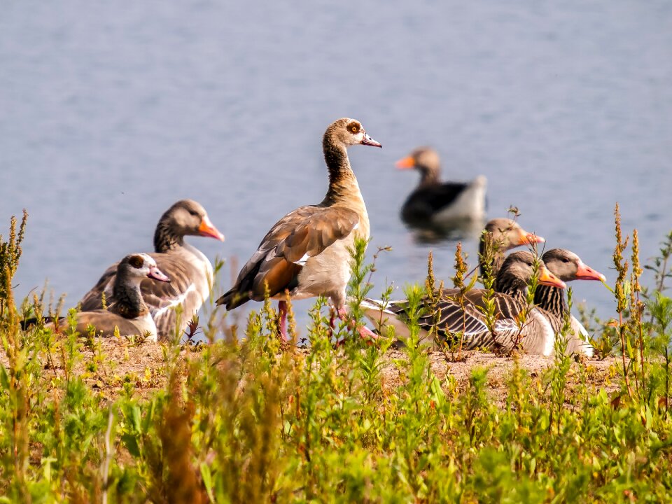 Nilgans bird water bird