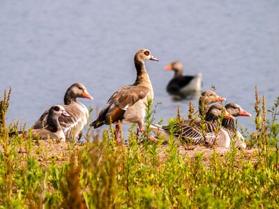 Nilgans bird water bird