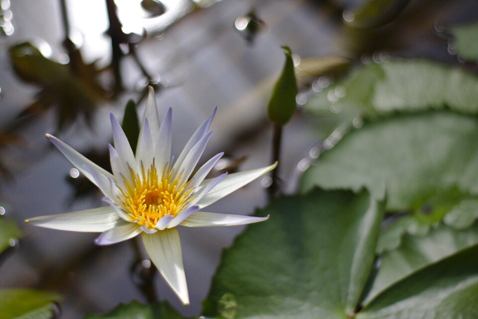 Greenhouse plant nature