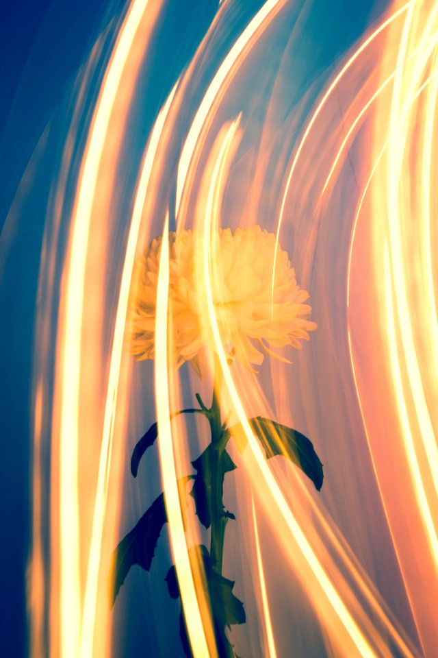 timelapse photo of orange petal flower
