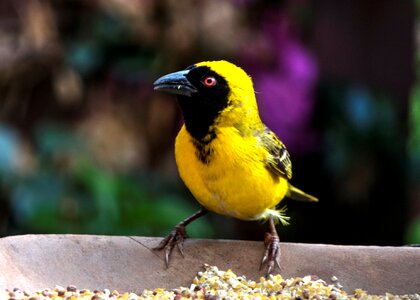 Bird nature garden